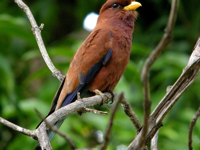 Broad-billed Roller