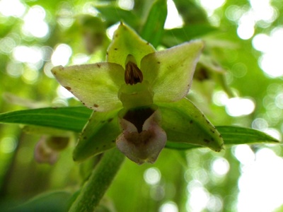Broad-leaved Helleborine