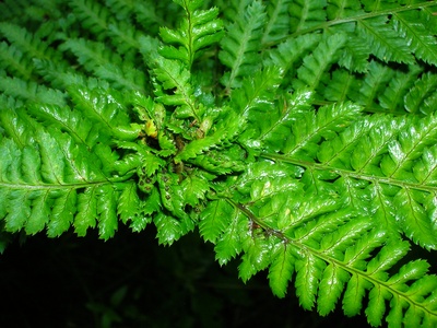 Broad buckler-fern