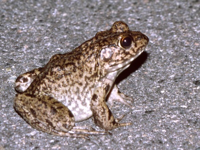 Bronze Eared-frog