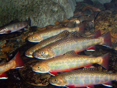 Brook trout