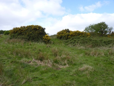Broom Bush