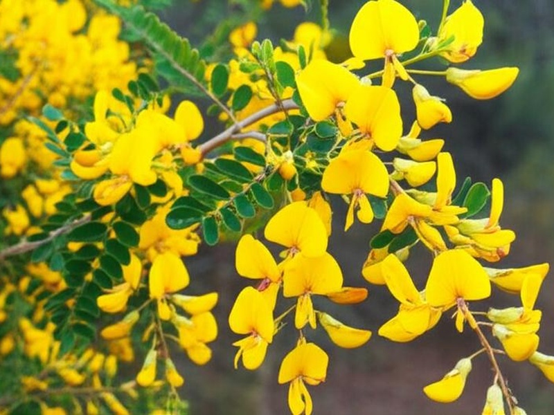 The Complete List of Flowers That Start With B - Flora Fauna Fun