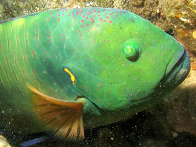 Broomtail Wrasse