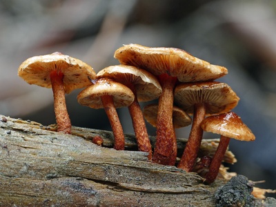 Brown-rot fungi