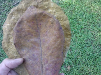 Brown's Terminalia