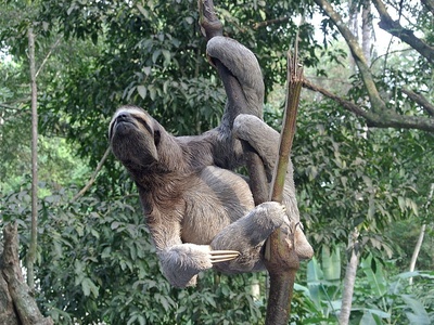 Brown-throated sloth