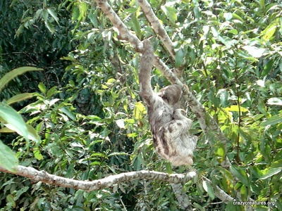 Brown-throated Sloth