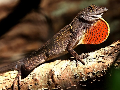 Brown Anole