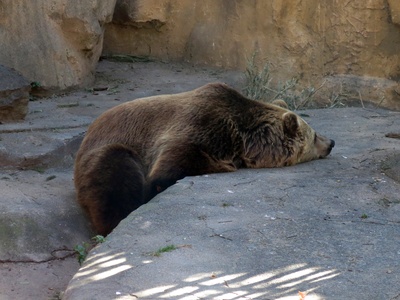 Brown bear