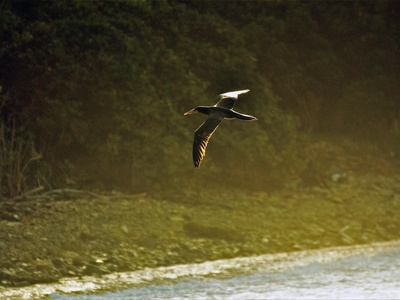 Brown Booby