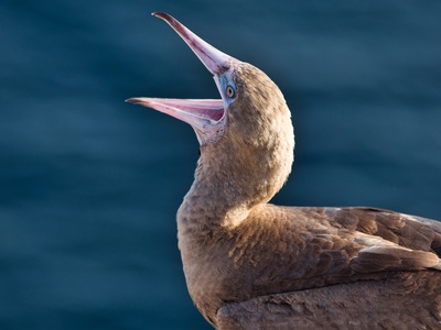 Brown Booby