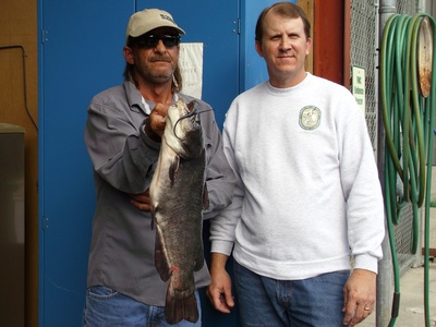 Brown Bullhead