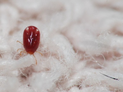 Brown dog tick