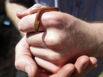 Brown House Snake