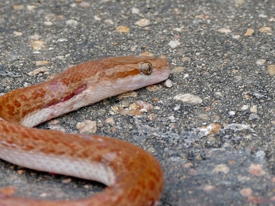 Brown House Snake