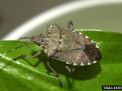 Brown Marmorated Stink Bug