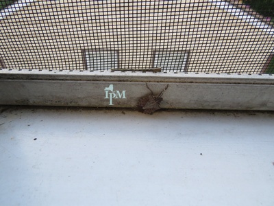 Brown marmorated stink bug