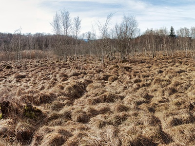 Brown Peat Moss