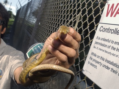 Brown Tree Snake