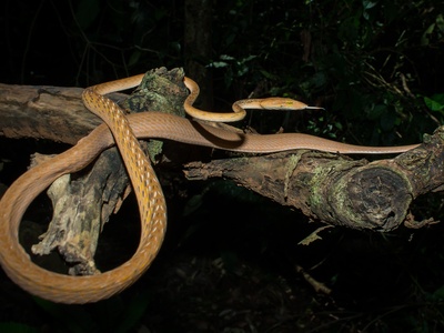 Brown vine snake