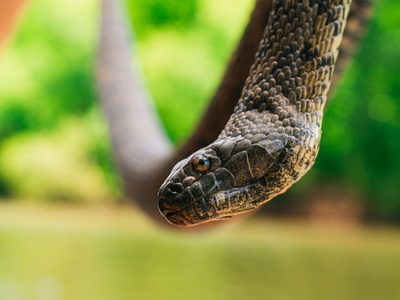 Brown Water Snake