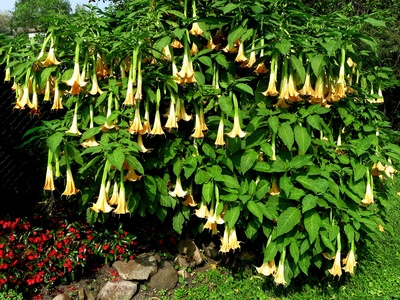 Brugmansia