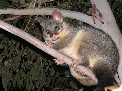 Brush-tailed possum
