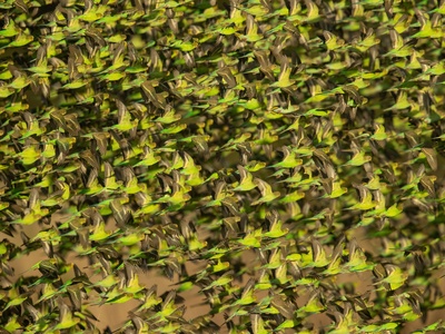 Budgerigar
