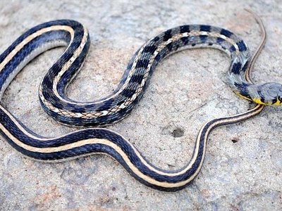 Buff-striped Keelback