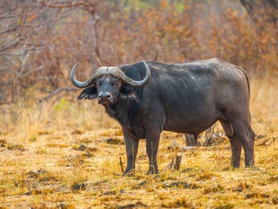 Buffalo