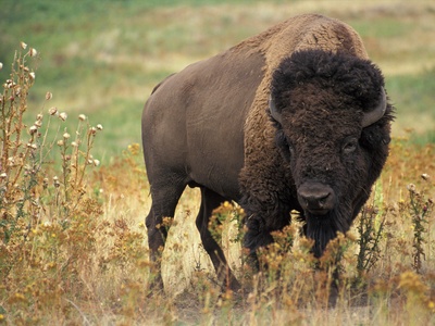 Buffalo