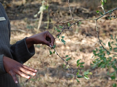 Buffalo Thorn