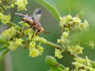 Buffalo Thorn