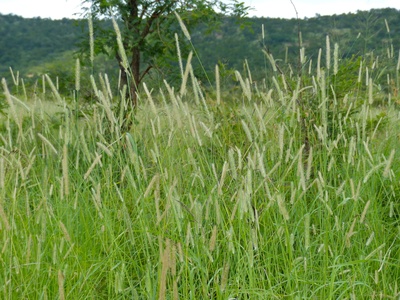 Buffelgrass