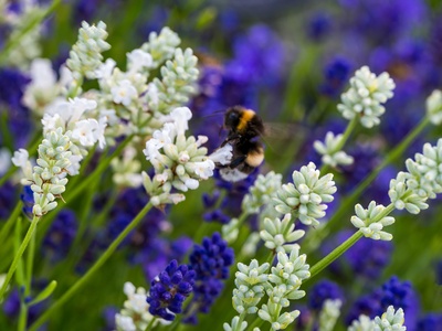 Buff‑tailed bumblebee