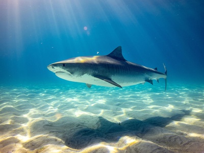 Bull Shark