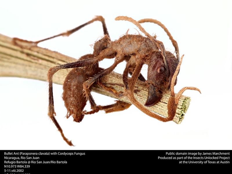 Bullate Insect List of Amazon Rainforest Insects - Flora Fauna Fun