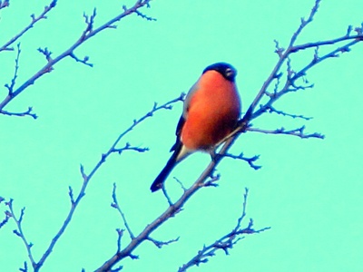 Bullfinch