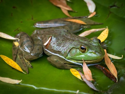 Bullfrog