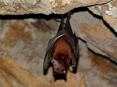 Bulmer's Fruit Bat