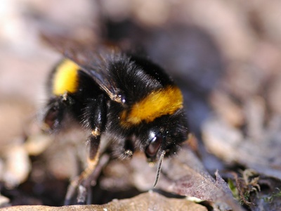 Bumblebee (Buff-tailed)