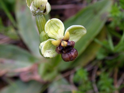Bumblebee Orchid