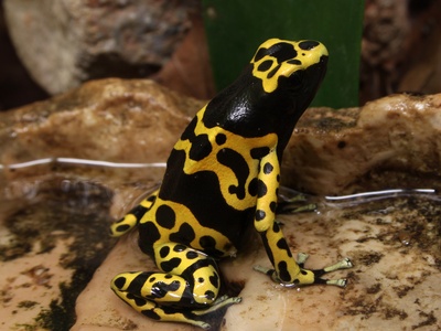 Bumblebee poison frog