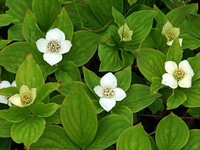 Bunchberry
