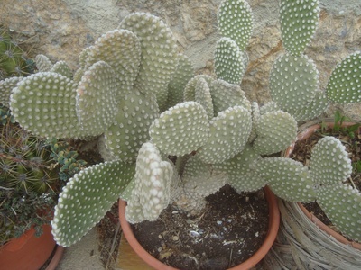 Bunny Ear Cactus