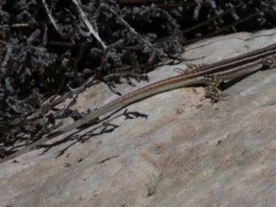 Burchell's Sand Lizard