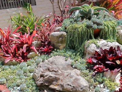 Burro's Tail