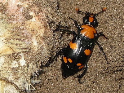 Burying beetles