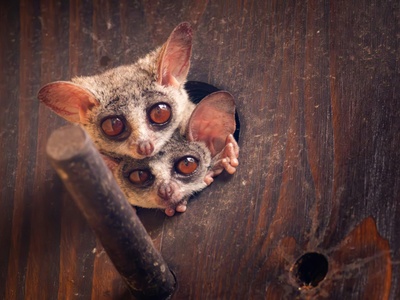 Bush Baby